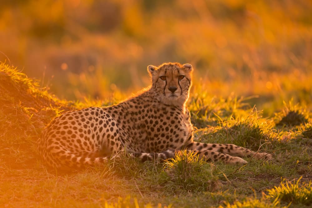 Cheetah in Golden Light by Marco Pozzi — canvas wall art