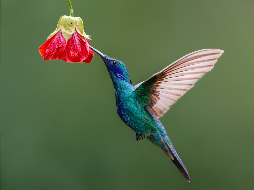 Vibrant Hummingbird Feeding by Rajat Dhesi — canvas wall art