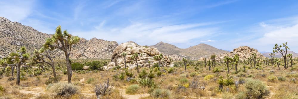Sunny Joshua Tree Desert by Melanie Viola — canvas wall art