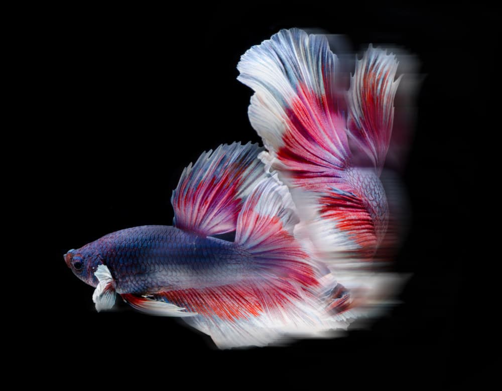 Vibrant Betta Flow by Rawisyah Aditya — canvas wall art