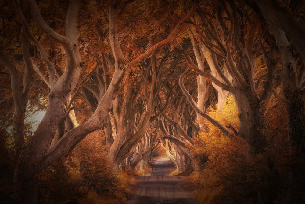 Mystical Tree Tunnel by Judith Kuhn — canvas wall art