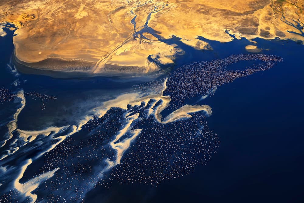 Pink Flamingos Aerial Landscape by Phillip Chang — canvas wall art