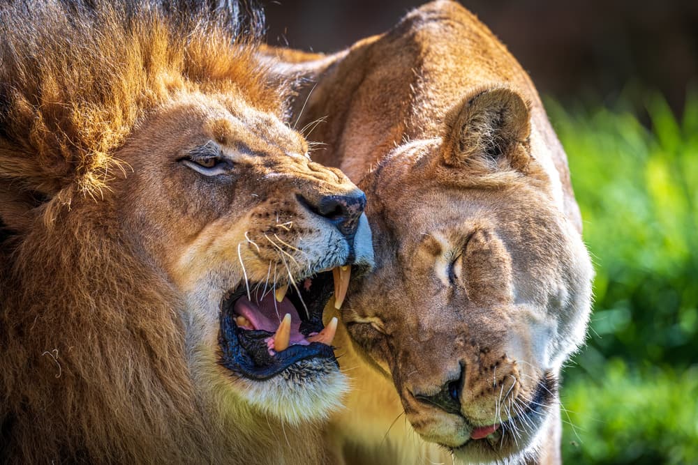 Lion's Roar and Embrace by Jeffrey C. Sink — canvas wall art
