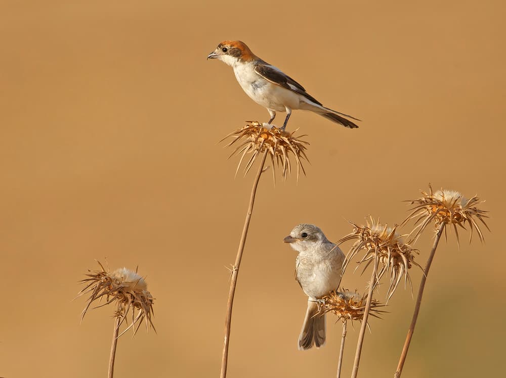 Golden Desert Birds by Shlomo Waldmann — canvas wall art