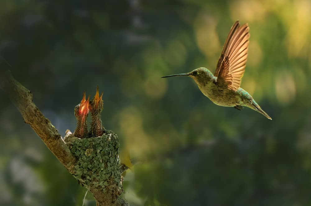 Hummingbird Feeding Babies by Qing Zhao — canvas wall art