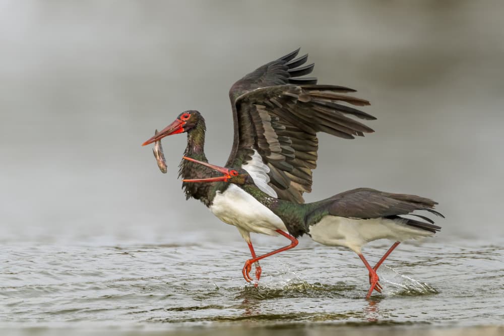 Black Stork Fishing Catch by Mallal Moshe — canvas wall art