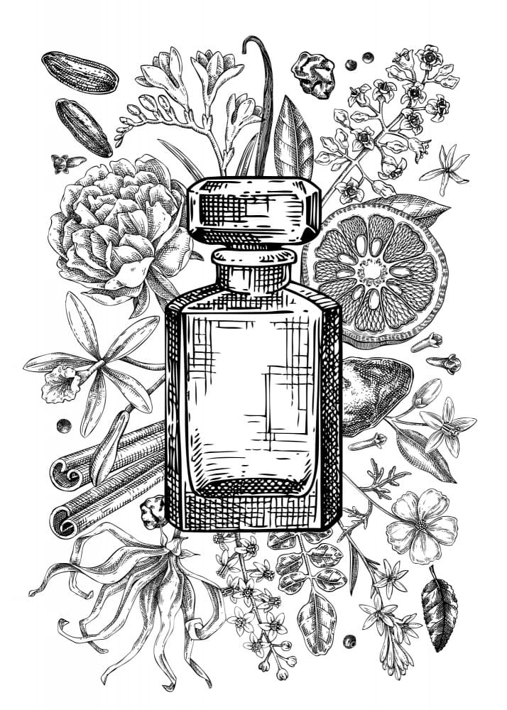 Elegant Perfume Botanicals by Yevheniia Lytvynovych — canvas wall art
