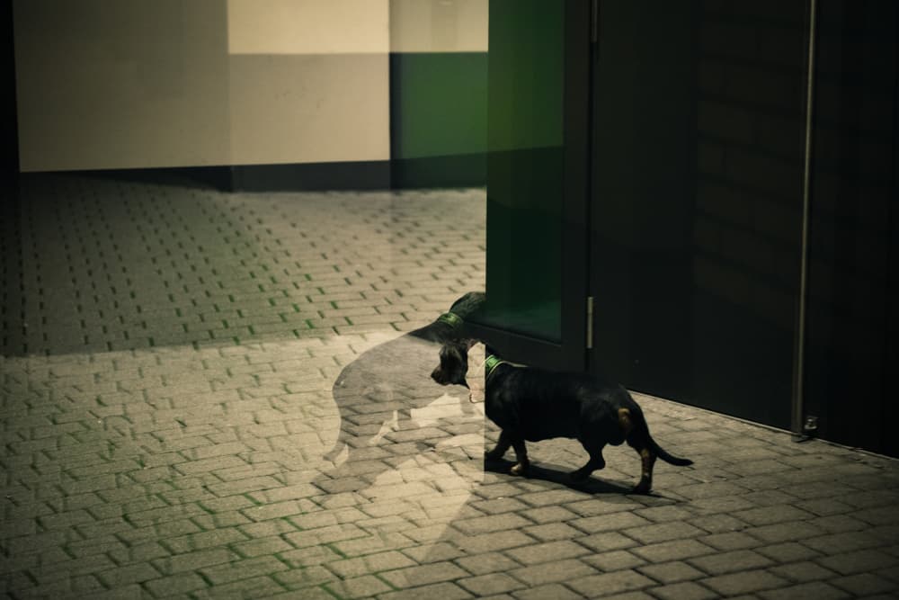 Dog Shadow Reflection by Heike Willers — canvas wall art