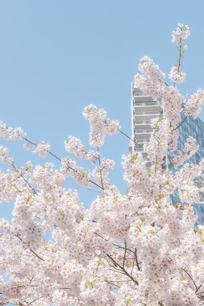Spring City Blossoms by Lynann Colligan — canvas wall art