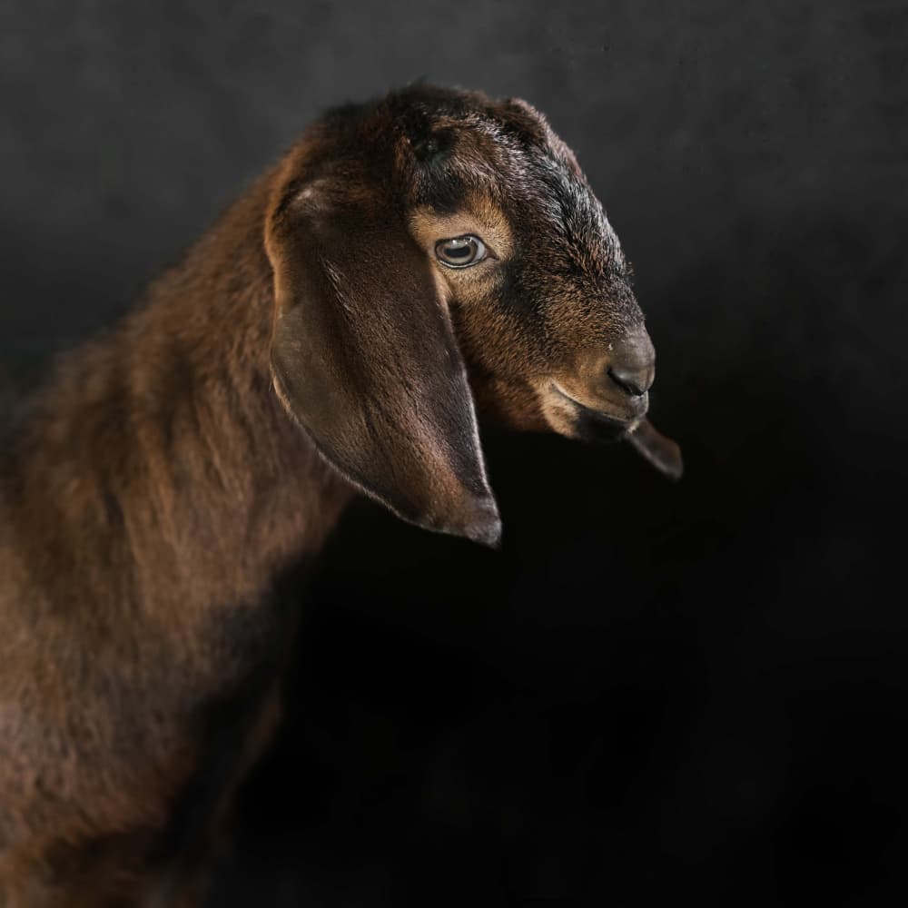 Elegant Brown Goat by Gert van den Bosch — canvas wall art