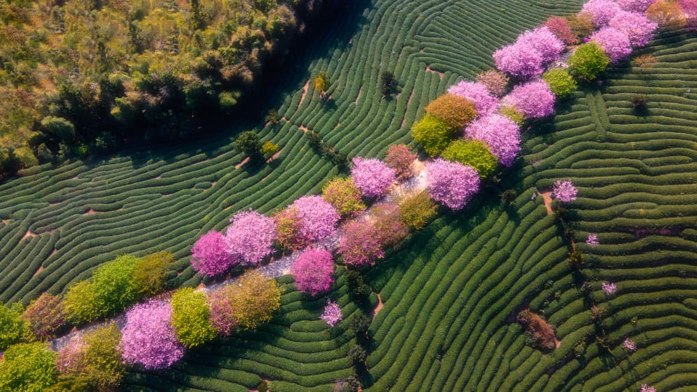 Pink Blossom Tea Plantation by MIN LI — canvas wall art