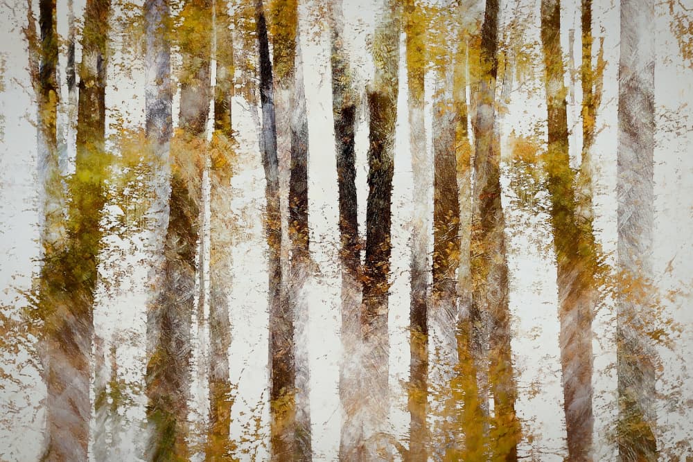 Beech in autumn by Nel Talen — canvas wall art