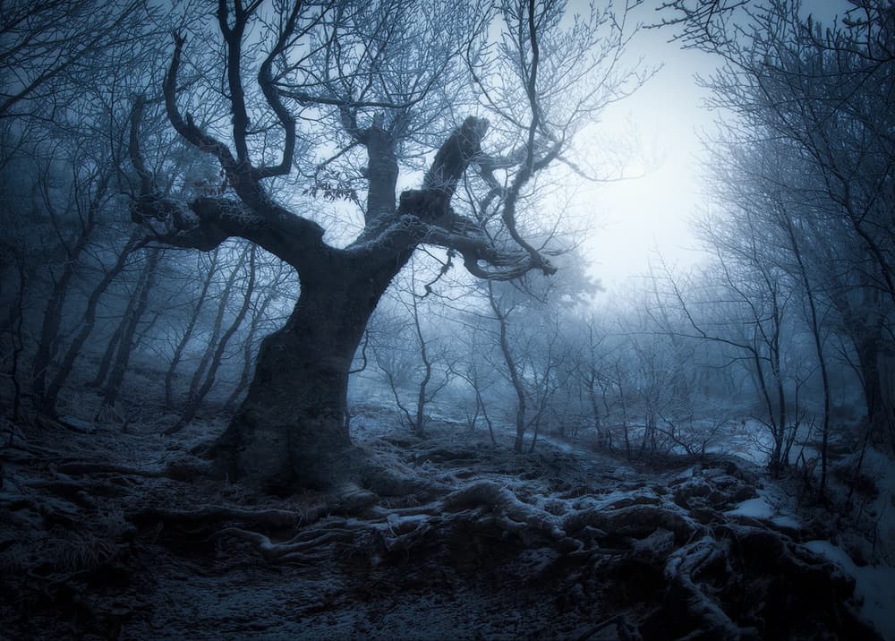 Ancient Tree Foggy Forest by Kirill Volkov — canvas wall art