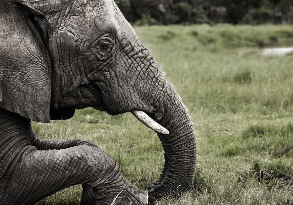 Majestic Elephant Profile by Felicia Berlin — canvas wall art