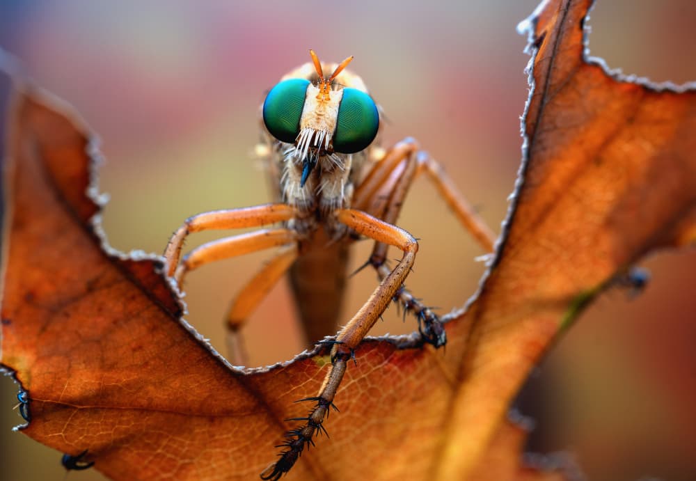 Green Eyed Robber Fly by Summer2016 — canvas wall art