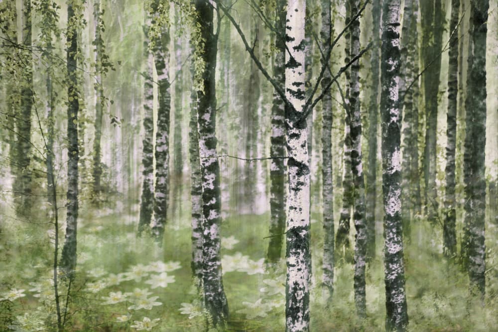 Peaceful Birch Forest by Christina Sillen — canvas wall art