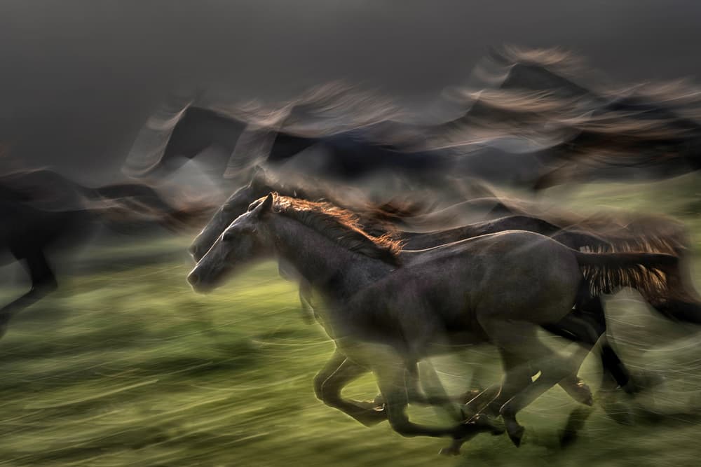 Galloping Horses Motion by Milan Malovrh — canvas wall art