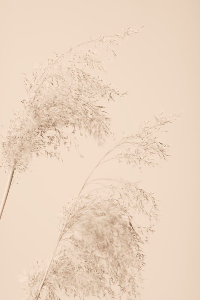 Soft Pampas Grass by Pictufy Studio III — canvas wall art