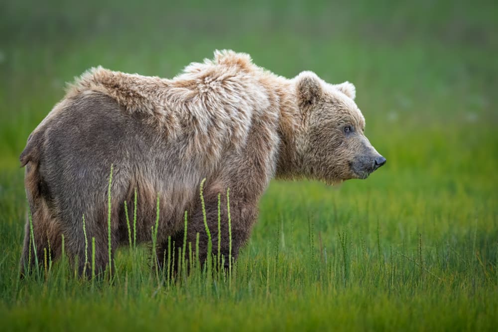 Grizzly Bear In Meadow by Jeffrey C. Sink — canvas wall art