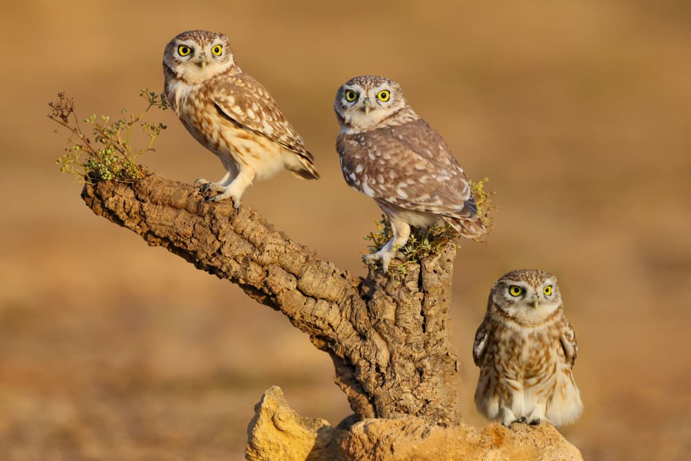 Three Little Owls by David Manusevich — canvas wall art
