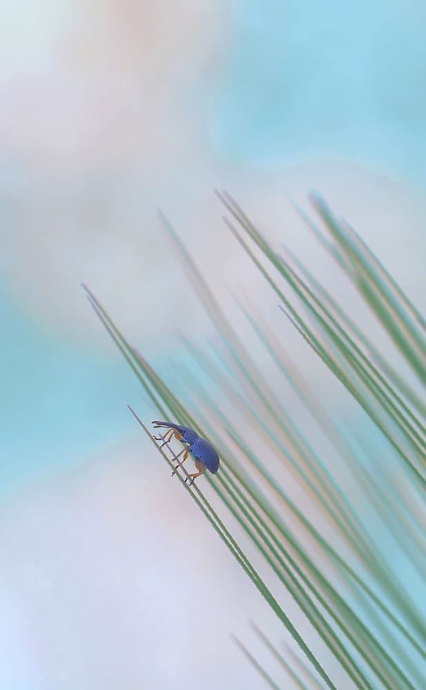 Vibrant Blue Beetle Climb by Thierry Dufour — canvas wall art