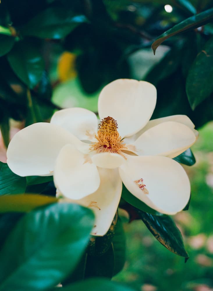 White Magnolia Bloom by Bethany Young — canvas wall art