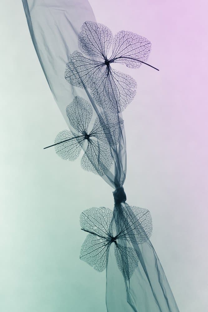 Ethereal Botanical Flow by Shihya Kowatari — canvas wall art