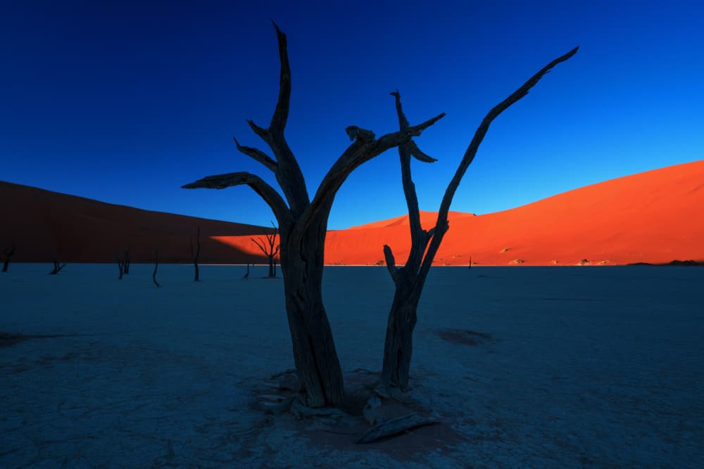 Namib Desert Dead Trees by Lijuan Yuan — canvas wall art