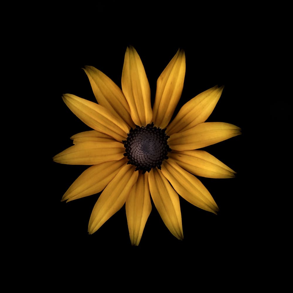 Golden Bloom on Black by Lotte Grønkjær — canvas wall art