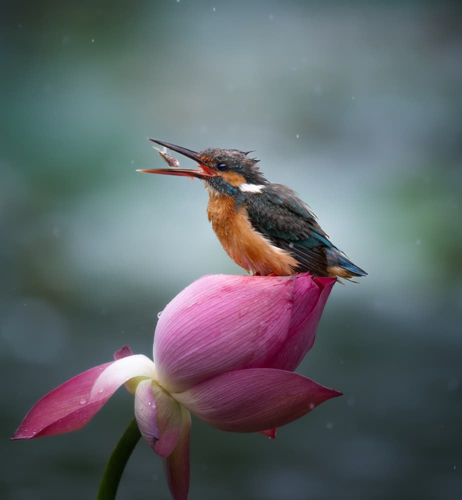 Kingfisher on Pink Lotus by Yezimao — canvas wall art