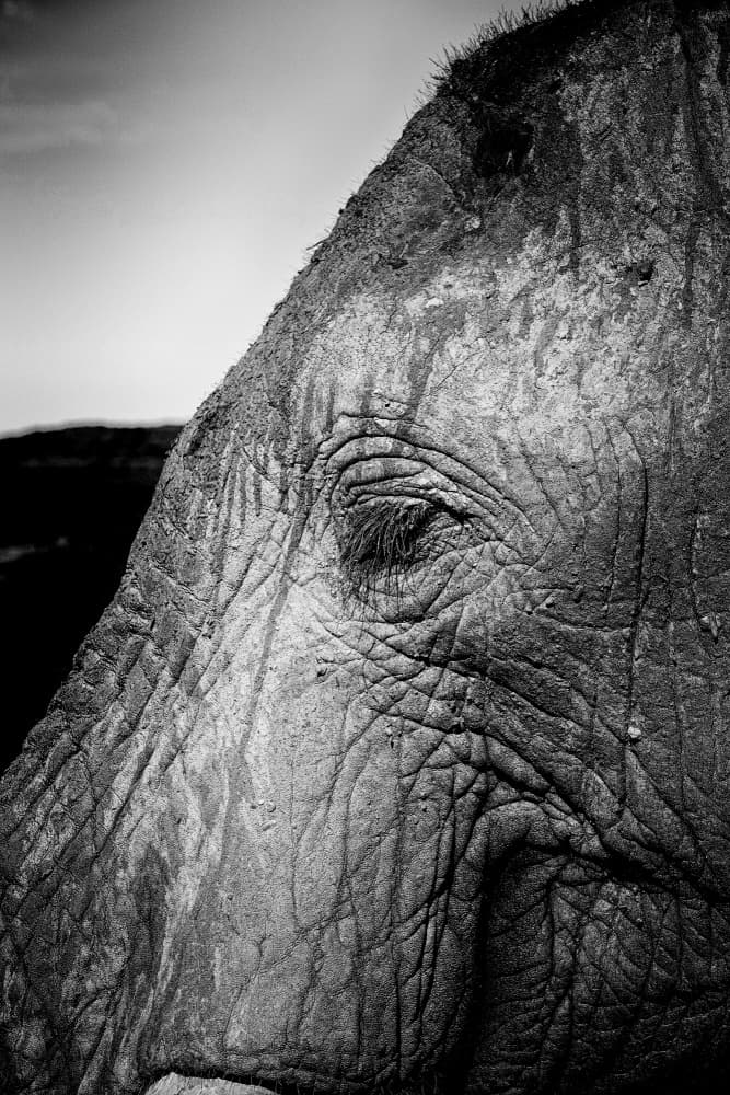 Elephant's Wise Eye by Dan Edwards — canvas wall art