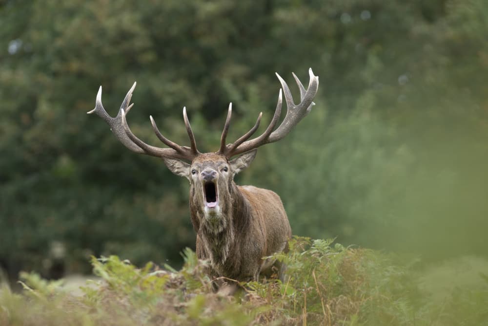 Roaring Red Deer Stag by Radojica Jevric fotorax — canvas wall art