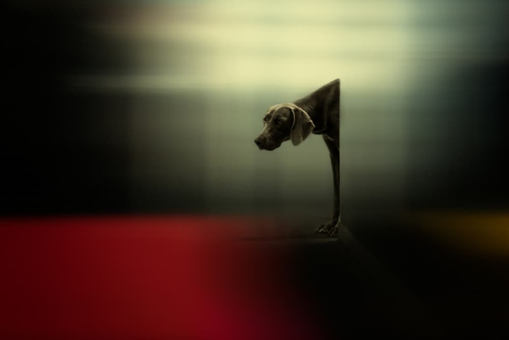 Abstract Weimaraner Dog by Heike Willers — canvas wall art