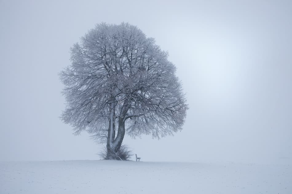Solitary Winter Tree by Nicolas Schumacher — canvas wall art