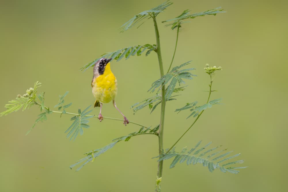 Vibrant Yellowthroat On Plant by ZY Zhang — canvas wall art