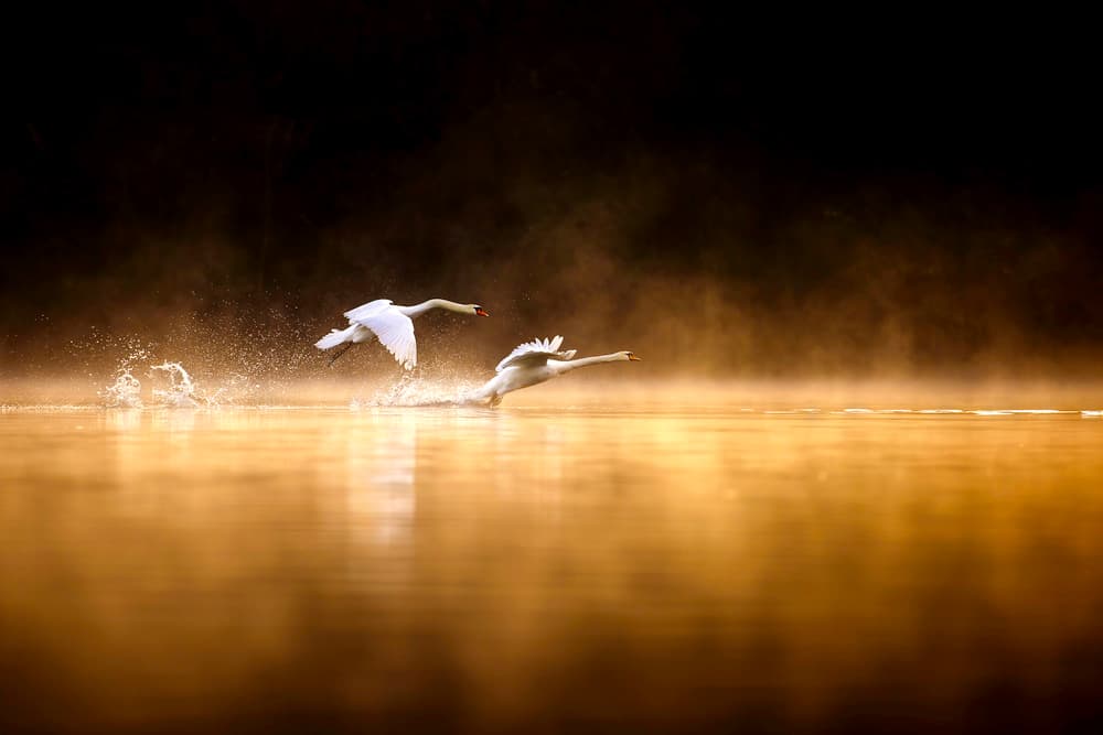 Swans Taking Flight by Marco Redaelli — canvas wall art