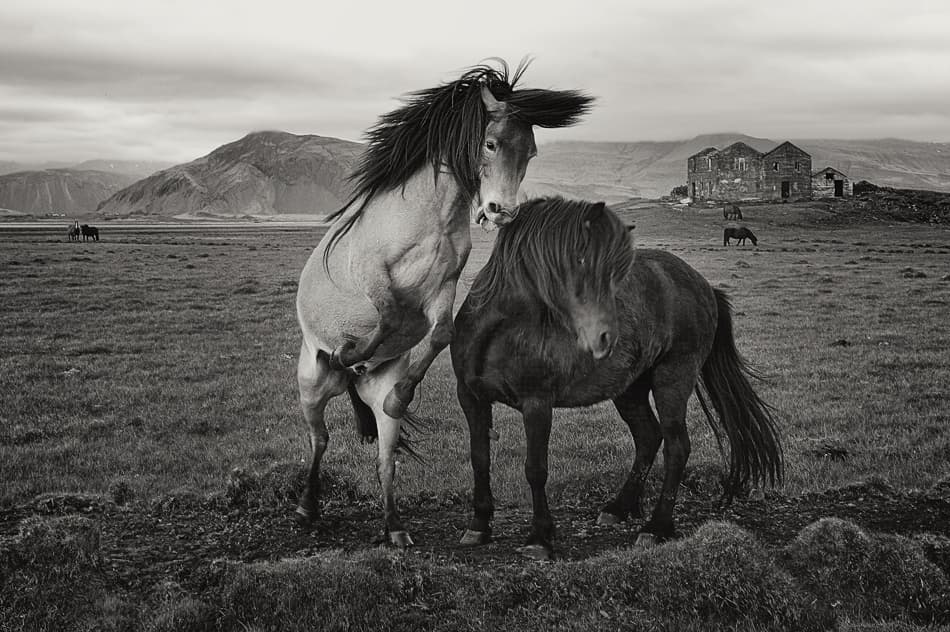 Rearing Wild Horses by Izidor Gasperlin — canvas wall art