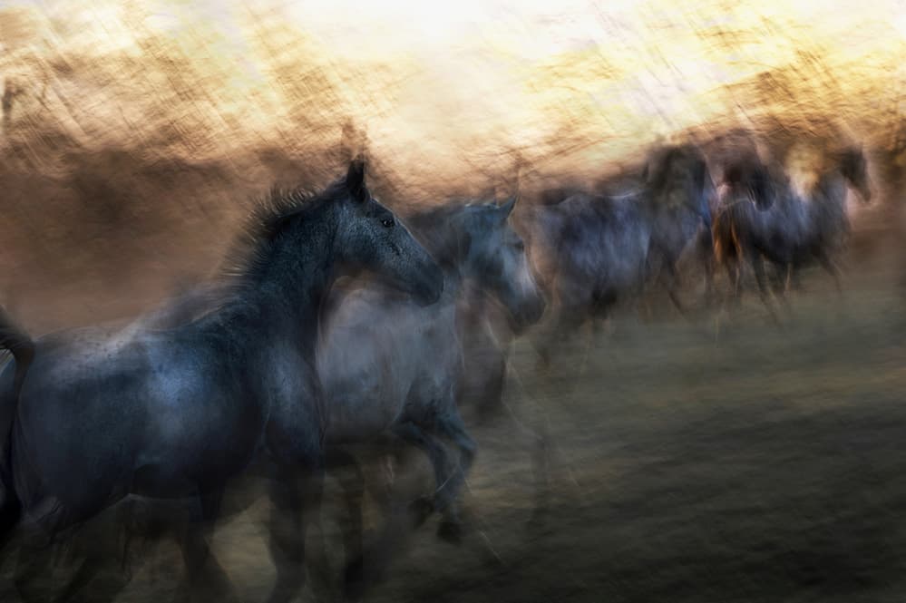 Wild Horse Motion by Milan Malovrh — canvas wall art