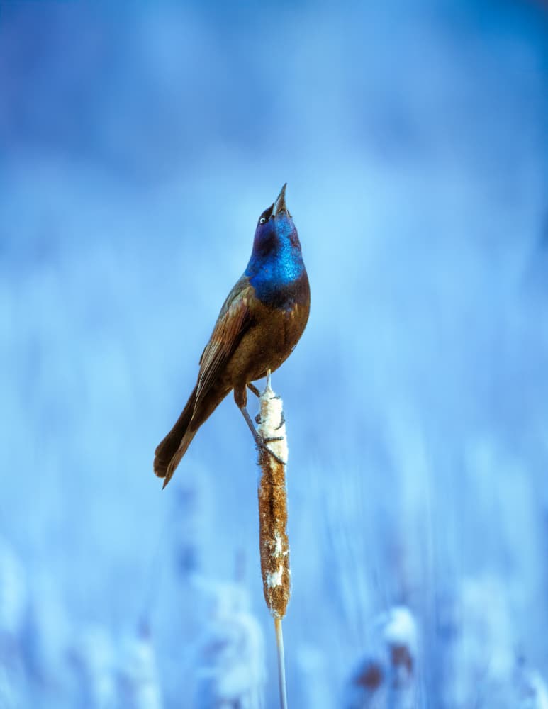 Vibrant Bluethroat Perched by Alex Zhao — canvas wall art