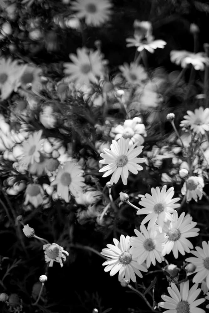 Black And White Daisies by Henrike Schenk — canvas wall art