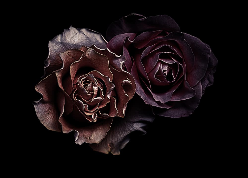 Elegant Dark Roses by Angel Julie — canvas wall art