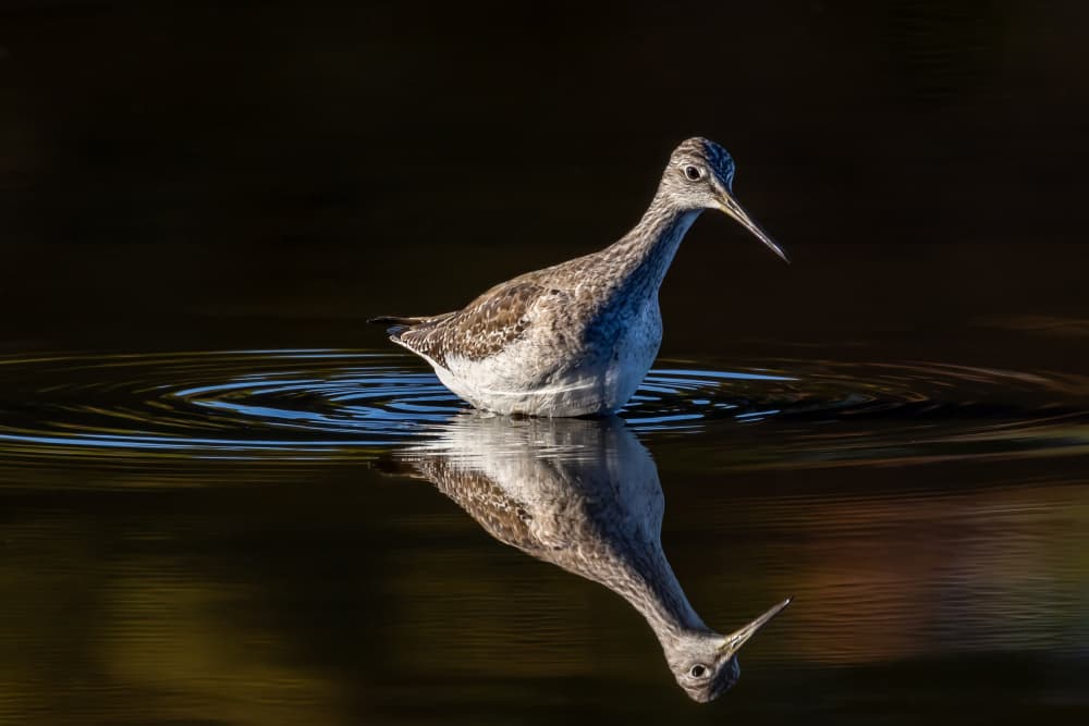 Graceful Bird Reflection by Xiaohong Zhang — canvas wall art