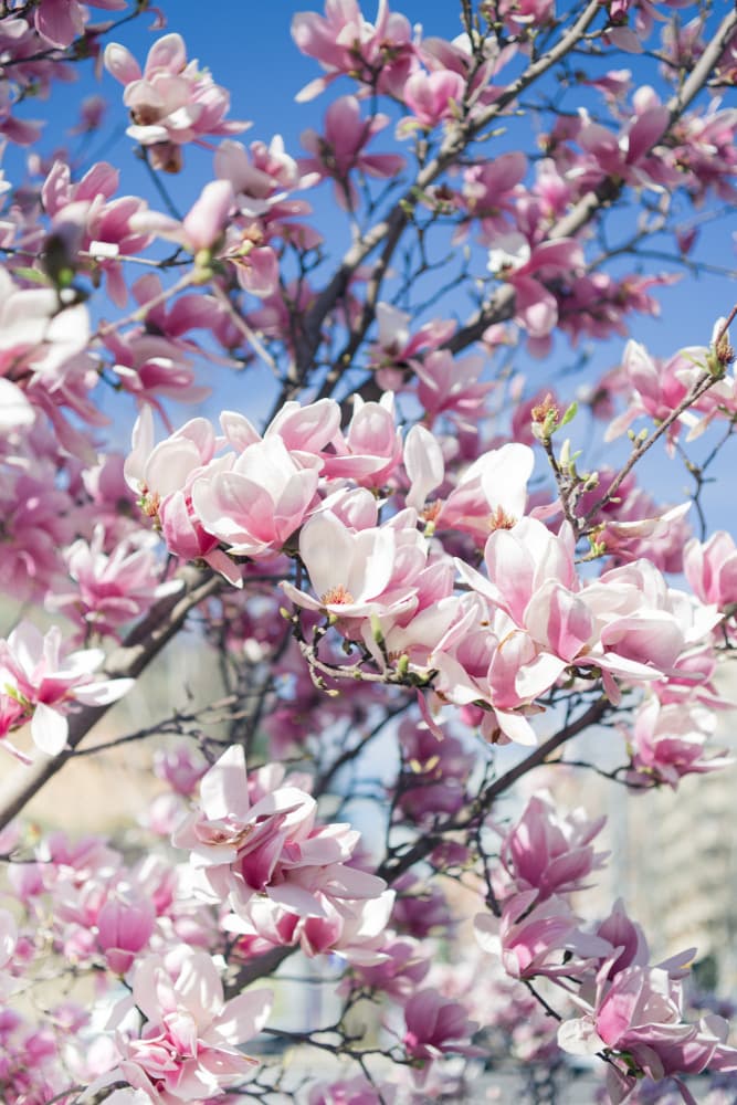 Pink Magnolia Blossoms by Javier Pardina — canvas wall art