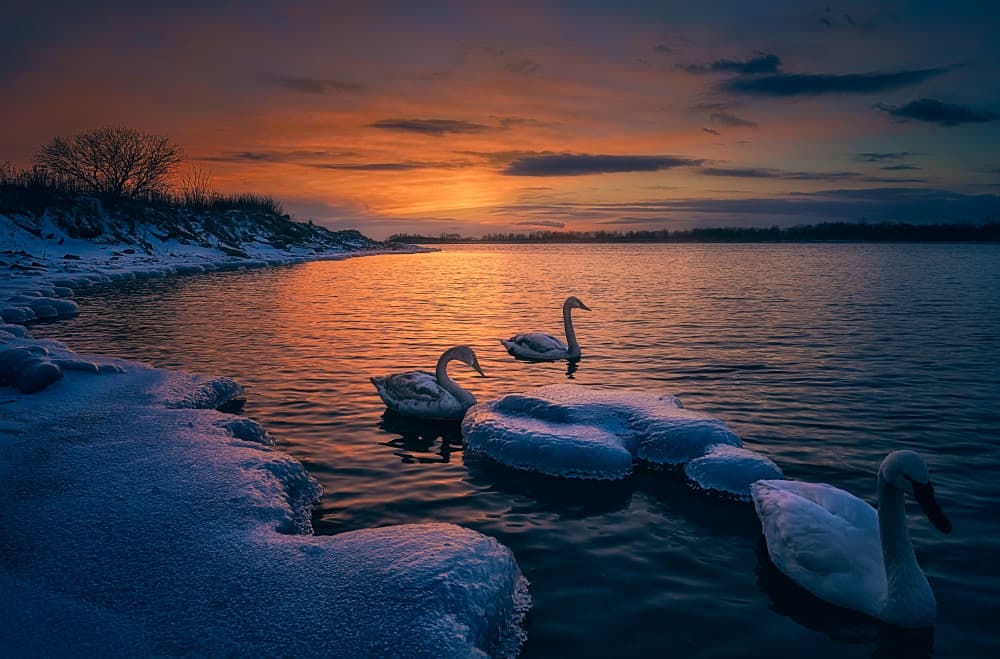 Winter Swans Sunset by Ben.C.L — canvas wall art
