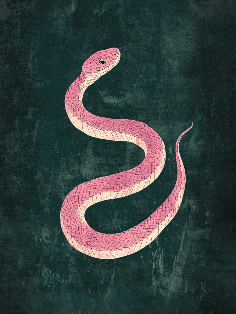 Elegant Pink Snake by Pictufy Studio IV — canvas wall art