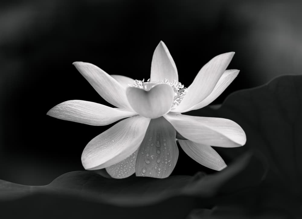 Serene Lotus Bloom by Makihiko Hayama — canvas wall art