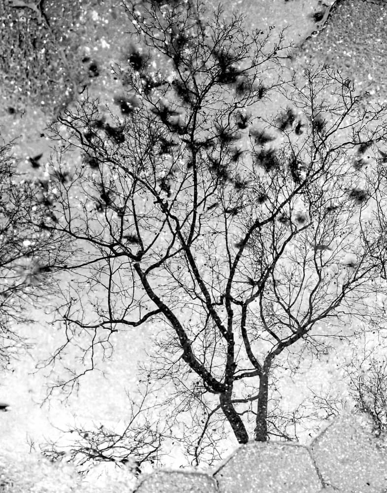 Bare Tree Reflection by Ivan Lesica — canvas wall art