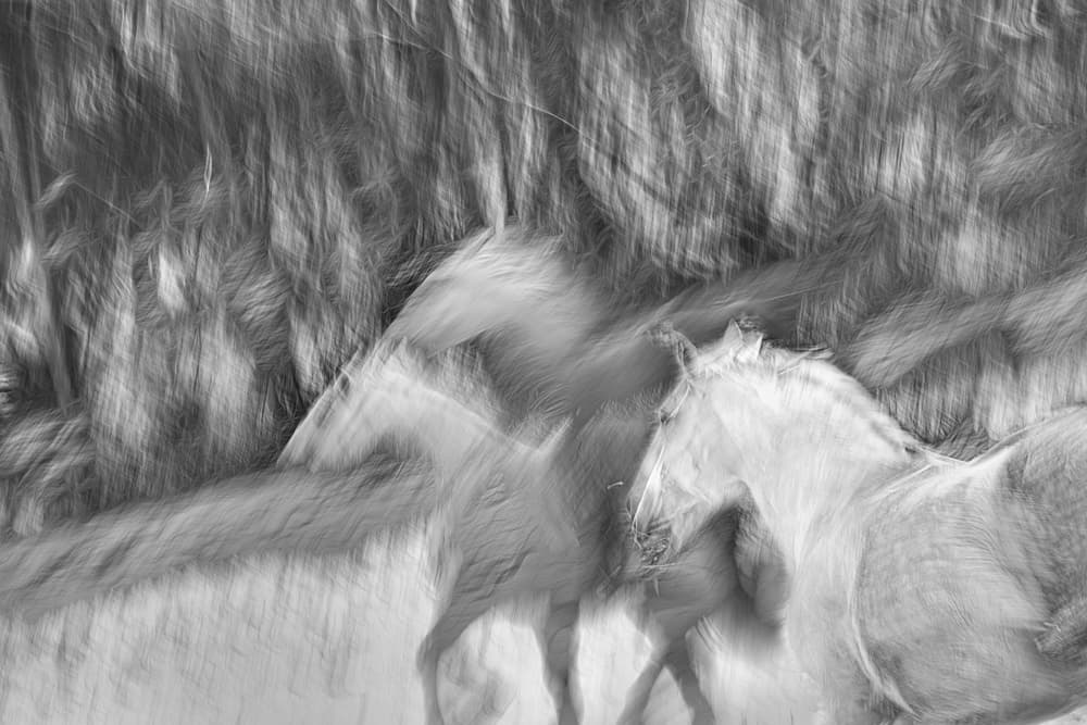 Dynamic Horses Running by Milan Malovrh — canvas wall art