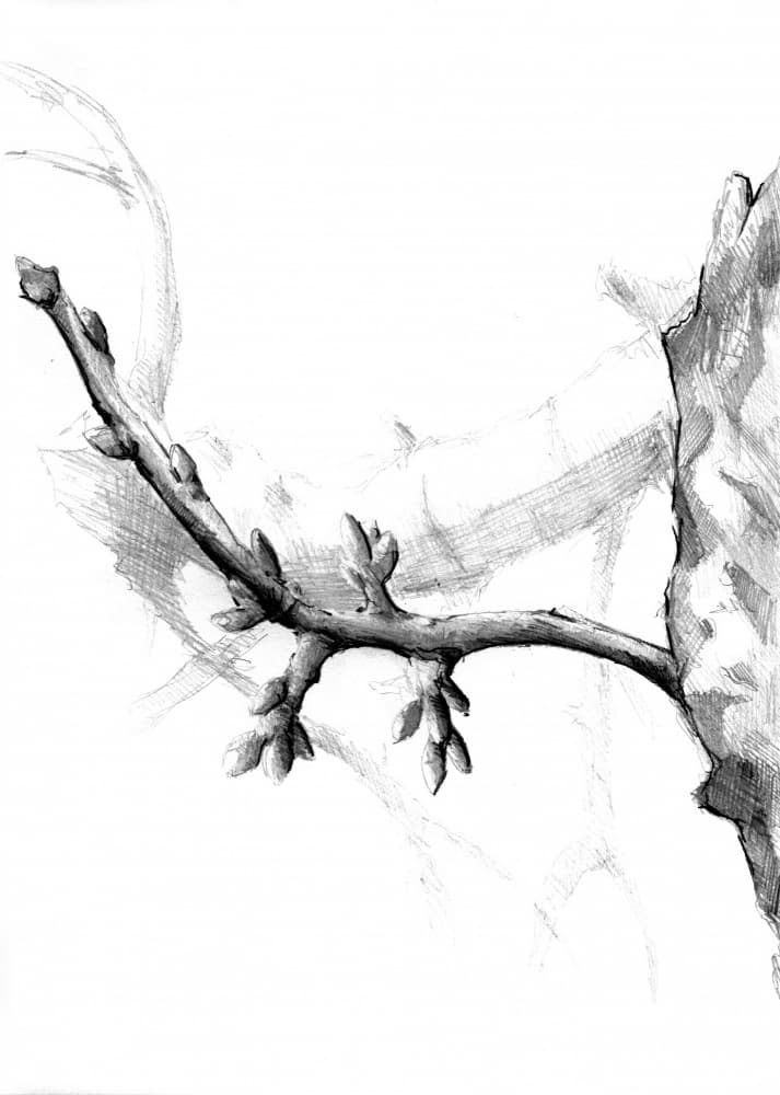 Detailed Branch Sketch by Kulik — canvas wall art