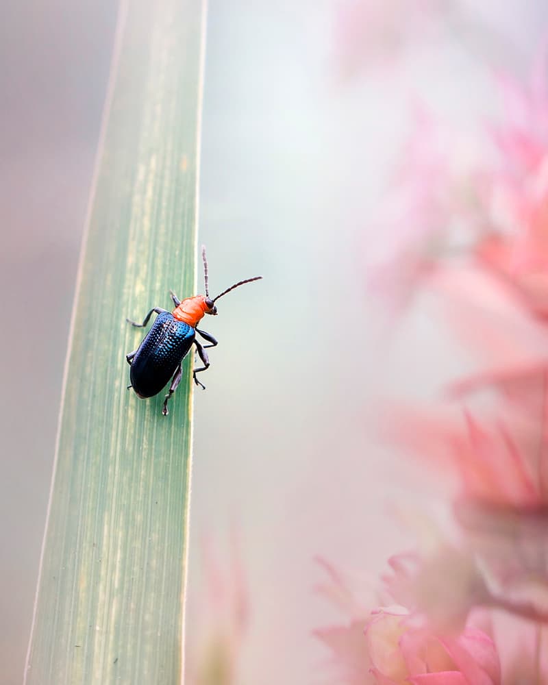 Vibrant Beetle On Leaf by Fauzan Maududdin — canvas wall art